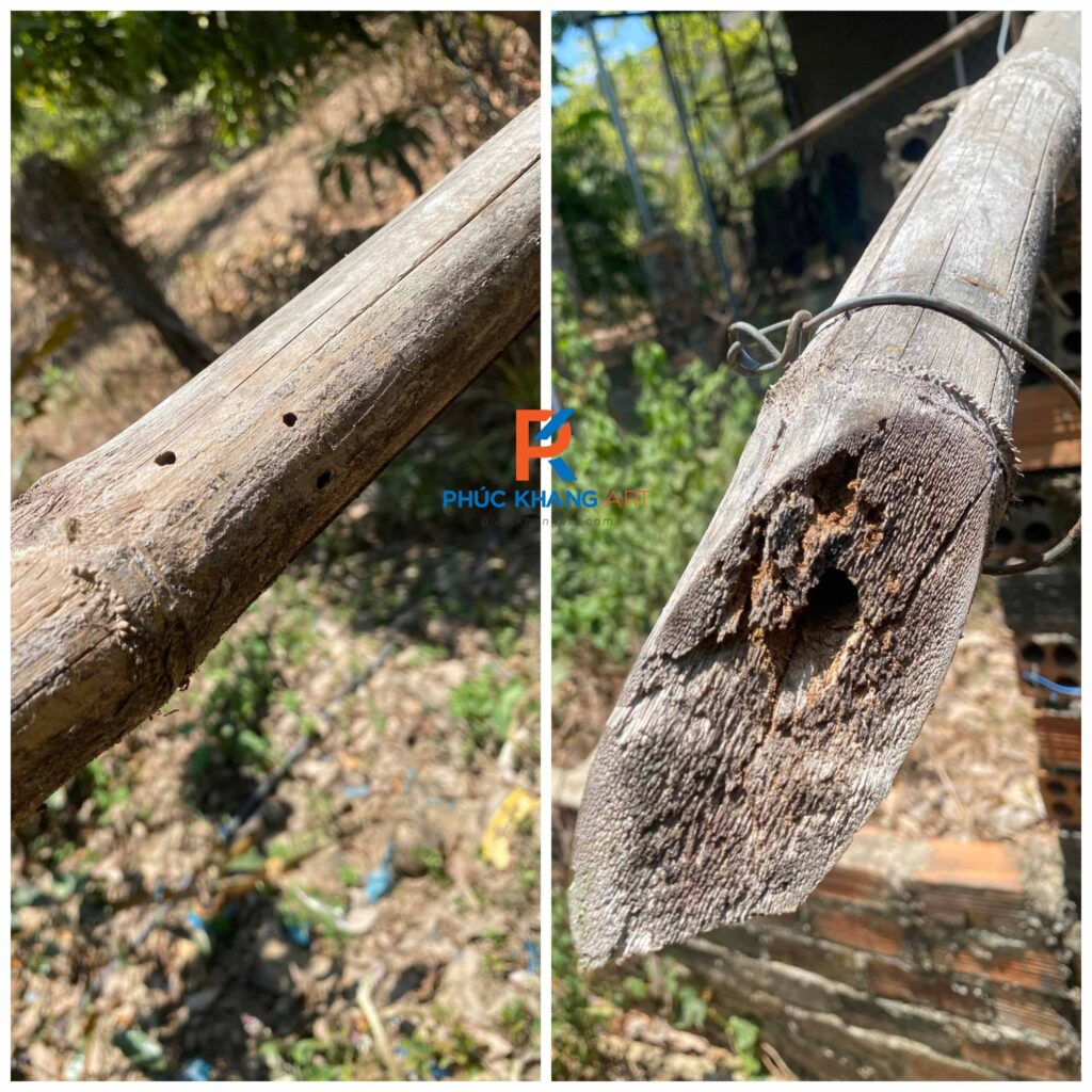 Hình ảnh tre tự nhiên bị mối mọt và mục sau thời gian sử dụng ngoài trời